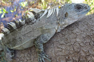 Utile schipobasta iguana
